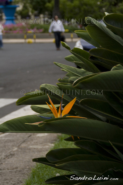 Funchal,