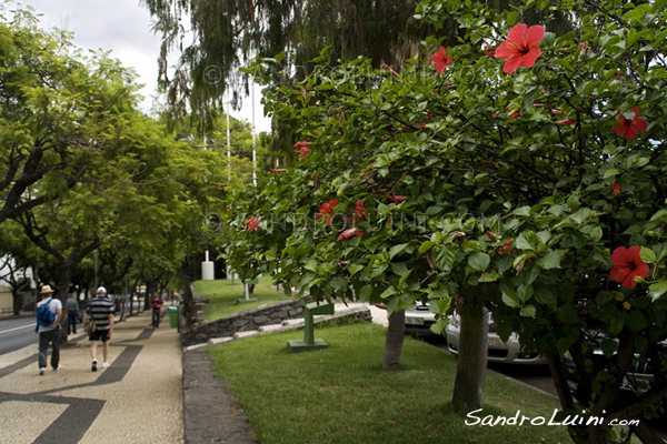 Funchal, 