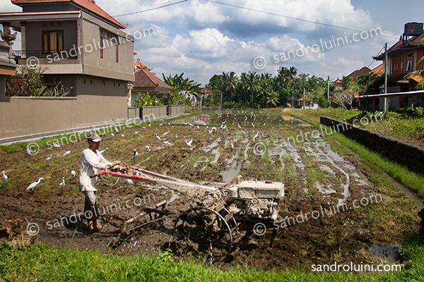 Indonesia, 