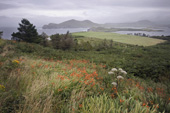 <b>IRL1002</b><br>Ireland, Valentia Island, Kerry, Countryside, Rural area, Rural, Atlantic, Ocean, Panorama, Trees, Grass, Flowers