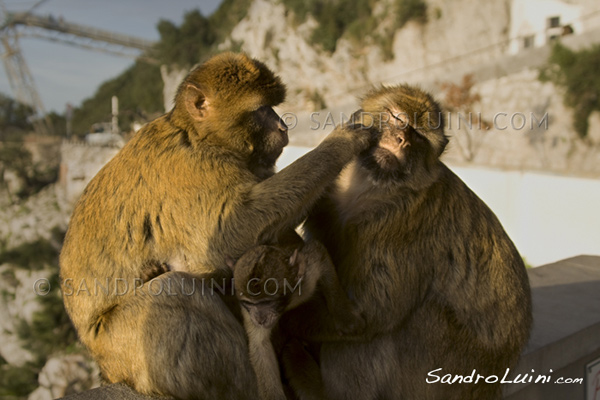 Melilla Ceuta Gibraltar, Pillars of Hercules