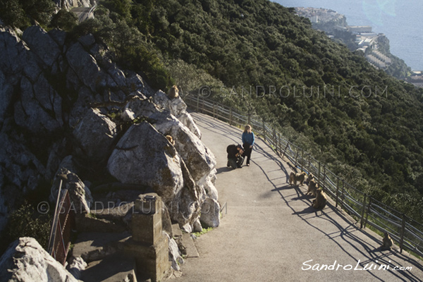 Melilla Ceuta Gibraltar, Colonnes Hercule