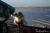 <b>MCG1065</b><br>Monkey Macaca Sylvanus, Gibraltar, Inglaterra