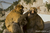 <b>MCG1067</b><br>Monkey Macaca Sylvanus, Gibilterra, Inghilterra