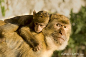 <b>MCG1068</b><br>Monkey Macaca Sylvanus, Gibilterra, Inghilterra