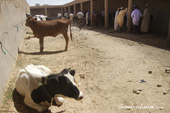 <b>MRC1056</b><br>Africa, Marocco, Arabo, Berber, Deser, Sahara, Rissani, Market, Cow, Cows, People