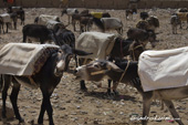 <b>MRC1057</b><br>Africa, African, Morocco, Moroccan, Arab, Arabic, Berber, Deser, Sahara, Rissani, Market, Donkey, Donkeys