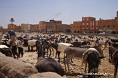 <b>MRC1058</b><br>Afrique, Maroc, Arabe, Berber, Deser, Sahara, Rissani, Market, Donkey, Donkeys, Parking