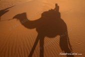 <b>MRC1072</b><br>Africa, Marocco, Arabo, Berber, Desert, Dune, Erg Chebbi, Merzouga, Sahara, Camel, Shadow