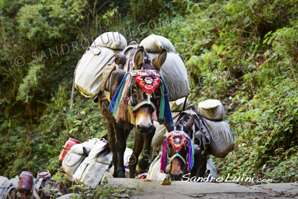 Nepal, 