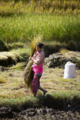 <b>NPL1120</b><br>Nepal; Kathmandu Valley; Panauti; Woman; Work; Field; Rice; People; Harvesting; Walk; VIllage; Countryside