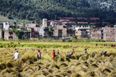 <b>NPL1122</b><br>Nepal; Kathmandu Valley; Panauti; Woman; Work; Field; Rice; People; Harvesting; Building; Panorama; House; Countryside; Village