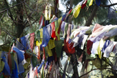 <b>NPL1154</b><br>Nepal; Kathmandu; Kopan; Monastery; Buddhism; Nature; Valley; Prayer flag; Forest; Path