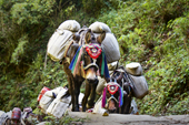 <b>NPL1226</b><br>Nepal; Himalaya; Annapurna; Trekking; Hike; People; Sherpa; Path; Nature; Stairs; Animal; Donkey; Annapurna Circuit