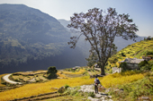 <b>NPL1230</b><br>Nepal; Himalaya; Annapurna; Landscape; Person; Walk; Path; Nature; Panorama; Countryside; House; Trekking; Hike