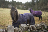 <b>SCT1009</b><br>Scotland, Highlands, Horses, Animals, Road, Rain, Hood, horse, Countryside, Rural area, Rural