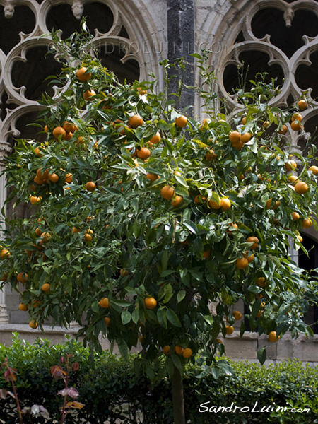 Percorso cistercense, 